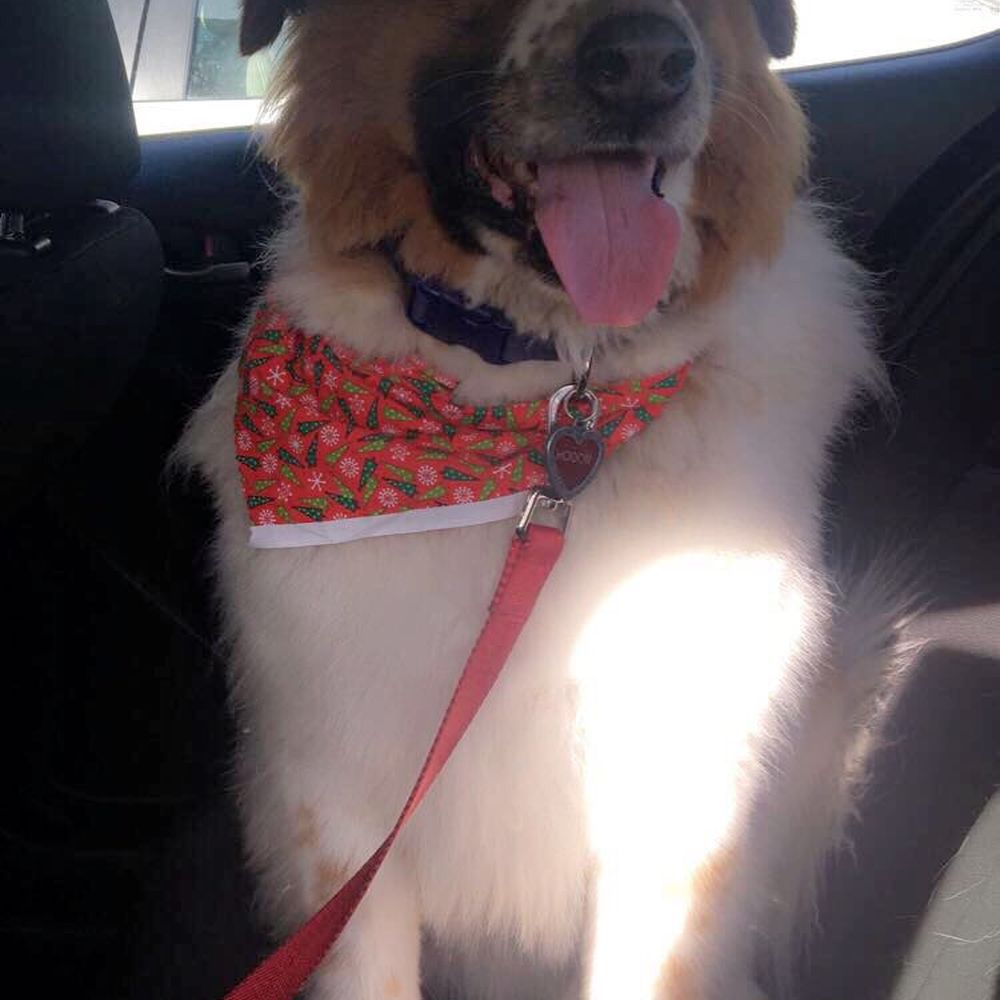 Wag My Tail - Only $50 for a wash! - Pet Groomers Near Me - SUNLAND, California Wag My Tail - Only $50 for a wash! - Pet Groomers Near Me - SUNLAND, California