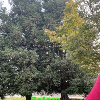 Travis Tree Service - Tree Services Near Me - Fresno, California