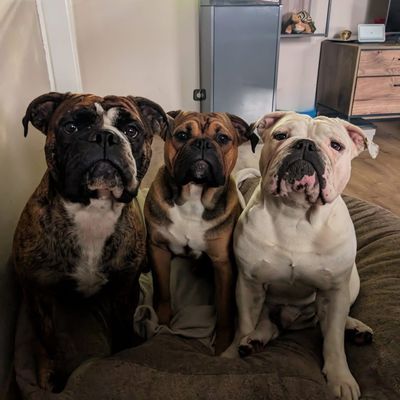 Old Red English Bulldogs Kennel