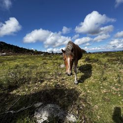 Grayson Highlands State Park - Friendly horse coming in for a sniff