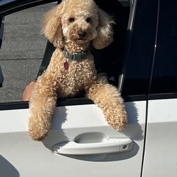 Daisy always gets a great haircut Daisy always gets a great haircut