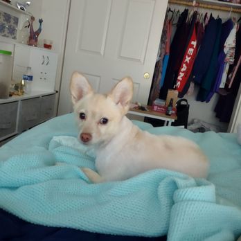 Biscuits and Baths Mobile Pet Grooming - Pet Groomers Near Me