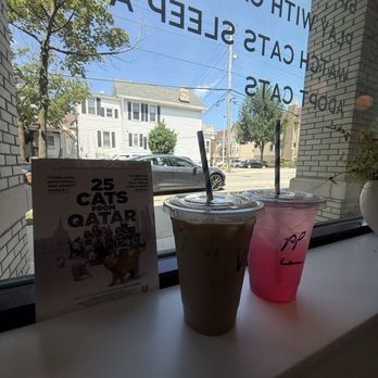 Sip & Purr Cat Cafe - Pet Adoption Near Me - Milwaukee, Wisconsin