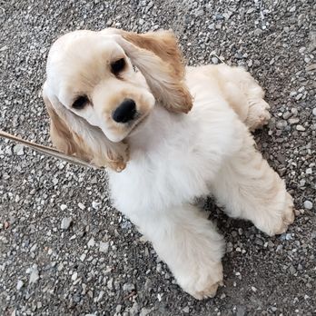 Countrydream Kennels - Learning to walk on a leash today - Pet Breeders Near Me - Cayuga, Ontario Countrydream Kennels - Learning to walk on a leash today - Pet Breeders Near Me - Cayuga, Ontario