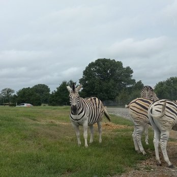 Tennessee Safari Park - Parks Near Me - Alamo, Tennessee