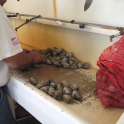 Shellfish Two-Thousand