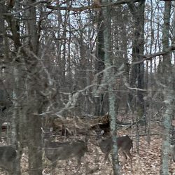 Davies Plantation Park - Lots of deer family at davies plantation rd bartlett tn