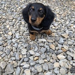 Animal Medical Center - Dixie