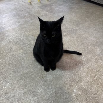 Nine Lives Cat Cafe - Coffee & Tea Near Me - Indianapolis, Indiana Nine Lives Cat Cafe - Coffee & Tea Near Me - Indianapolis, Indiana
