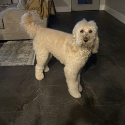 Tucker fluffy as ever after grooming. Tucker fluffy as ever after grooming.