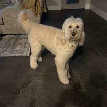 Pet's 1st Choice - Tucker fluffy as ever after grooming. - Pet Groomers Near Me - Chino Valley, Arizona Pet's 1st Choice - Tucker fluffy as ever after grooming. - Pet Groomers Near Me - Chino Valley, Arizona