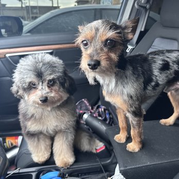 Las Vegas Spaw - I'm happy and my dogs are happy. We are very satisfied!! Thank you again! - Pet Groomers Near Me - Las Vegas, Nevada