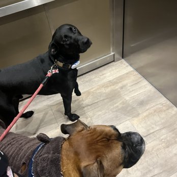 Sol’s Pet Care - Martin and Tyson about to start a dog park session! - Pet Groomers Near Me Sol’s Pet Care - Martin and Tyson about to start a dog park session! - Pet Groomers Near Me