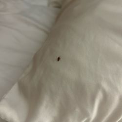 Econo Lodge - Bed bug.