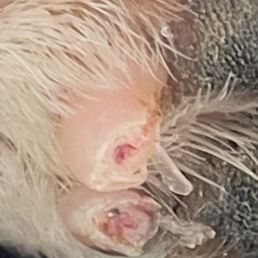 My babies toes were cut off! Devastated