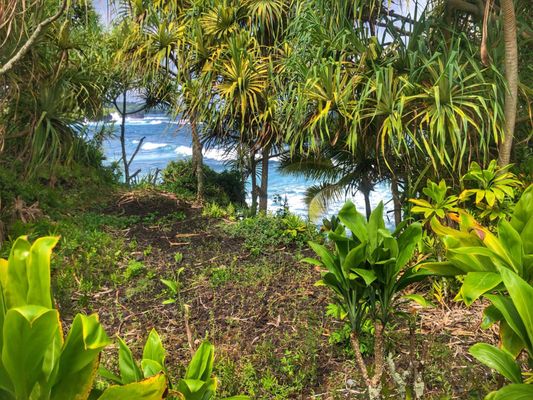 Kahanu Garden, National Tropical Botanical Garden by null