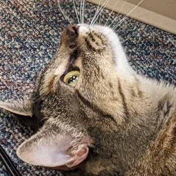 The Cozy Catfe - Cat. - Pet Adoption Near Me - Arlington, Texas The Cozy Catfe - Cat. - Pet Adoption Near Me - Arlington, Texas