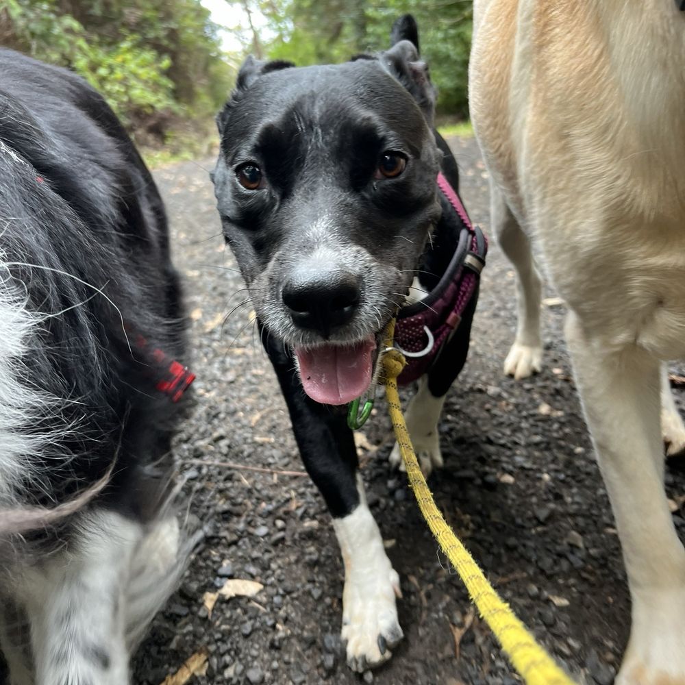 WolfPack Adventures HI - Dog Walkers Near Me WolfPack Adventures HI - Dog Walkers Near Me
