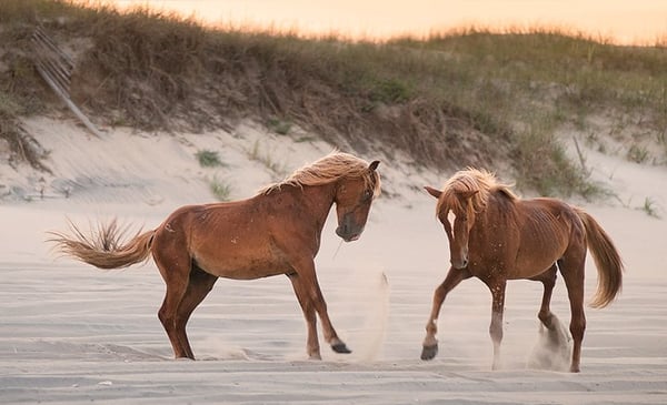 Corolla Wild Horse Fund by null