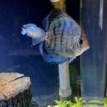 Bright Aquarium - Green Cobalt Discus - Aquarium Services Near Me - San Jose, California Bright Aquarium - Green Cobalt Discus - Aquarium Services Near Me - San Jose, California