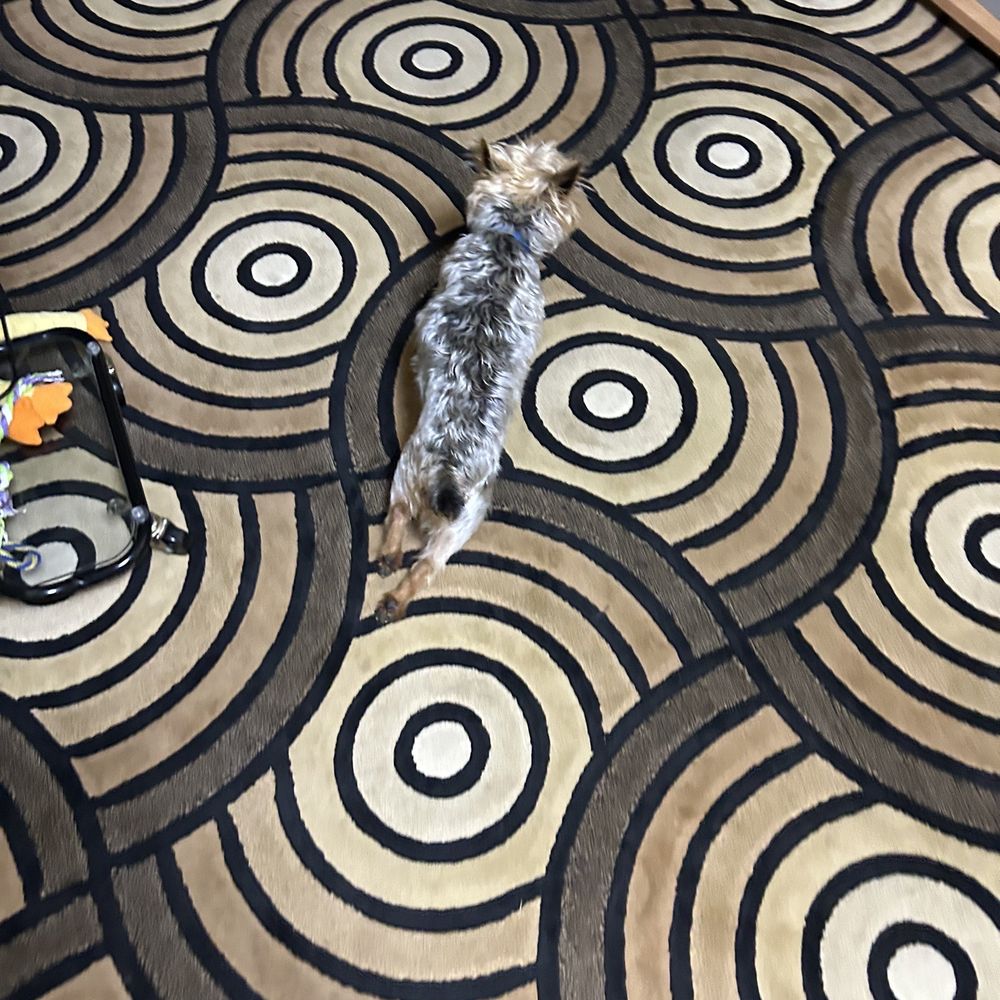 Happy Tails - Pet Sitting Near Me - Saint Ann, Missouri Happy Tails - Pet Sitting Near Me - Saint Ann, Missouri