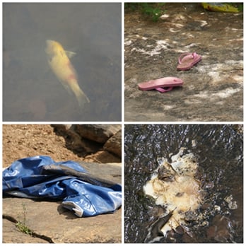 Watson Mill Bridge State Park - Dead fish, flip flops and chips left behind, tent, gewy brown foam in the water! - Parks Near Me - Comer, Georgia
