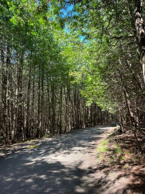 Elora Gorge Conservation Area by null