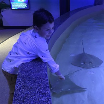 Hooked Market & Kitchen - Only fresher fish are found at the aquarium. - Seafood Near Me - Latham, New York