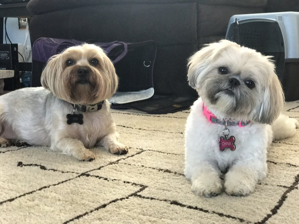 MY PAMPERED POOCH Pet Groomers 2862 Highway 54, Peachtree City, GA