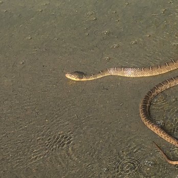 Foster Park - Snake - Parks Near Me - Fort Worth, Texas Foster Park - Snake - Parks Near Me - Fort Worth, Texas