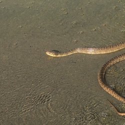 Foster Park - Snake