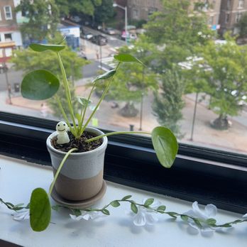 Rewild - coin plant in latte pot - Florists Near Me - Washington, DC, District of Columbia