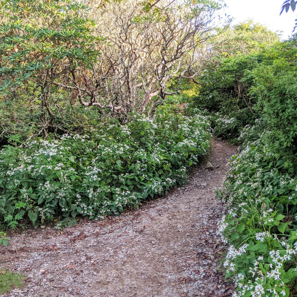 Craggy Gardens - Craggy Pinnacle | Instagram: @telephonesmoothie - Hiking Near Me - Black Mountain, North Carolina Craggy Gardens - Craggy Pinnacle | Instagram: @telephonesmoothie - Hiking Near Me - Black Mountain, North Carolina