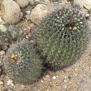 Bear Canyon Trail - Prickly Pear Cactus - Hiking Near Me - Tucson, Arizona Bear Canyon Trail - Prickly Pear Cactus - Hiking Near Me - Tucson, Arizona