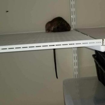 Peninsula Rodent Control - After a week of us searching, sniffing & moving things with no success.  Carlos found it in less than 10 minutes of moving things - Pest Control Near Me - Redwood City, California