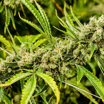 OC Cannabis Tours - Greenhouse & Dispensary Tours starting at $69 per person - Bus Tours Near Me - Westminster, California OC Cannabis Tours - Greenhouse & Dispensary Tours starting at $69 per person - Bus Tours Near Me - Westminster, California