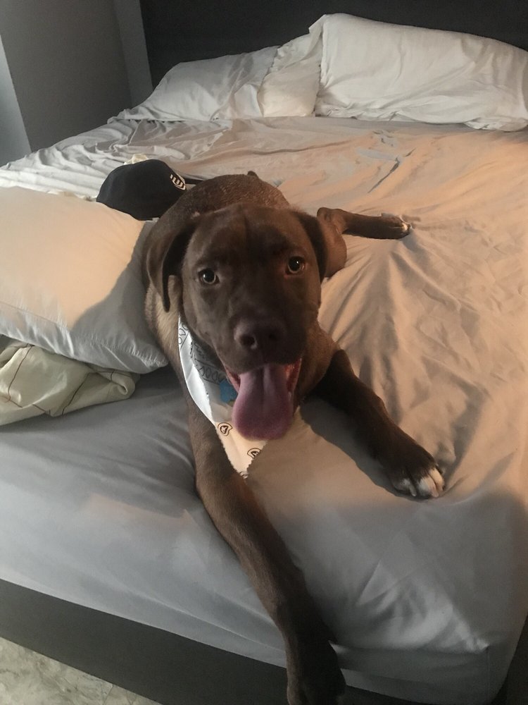 pampered paws brooklyn