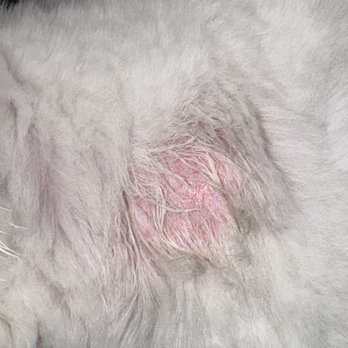 Lush Spaw - Patch of fur that was hidden under her harness - Pet Groomers Near Me - San Jose, California