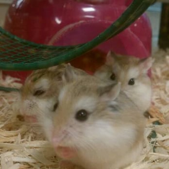 PetSmart - Pet Training Near Me - Pasadena, California