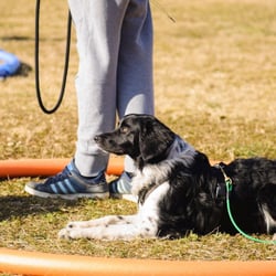 Hundeschule Mosig