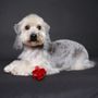 Soap Doggy Dog
