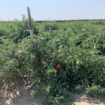 Cherry Hill Farms - Tomatoes - Fruits & Veggies Near Me - Caldwell, Idaho Cherry Hill Farms - Tomatoes - Fruits & Veggies Near Me - Caldwell, Idaho