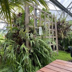 Cafe Fresca - Plants everywhere
