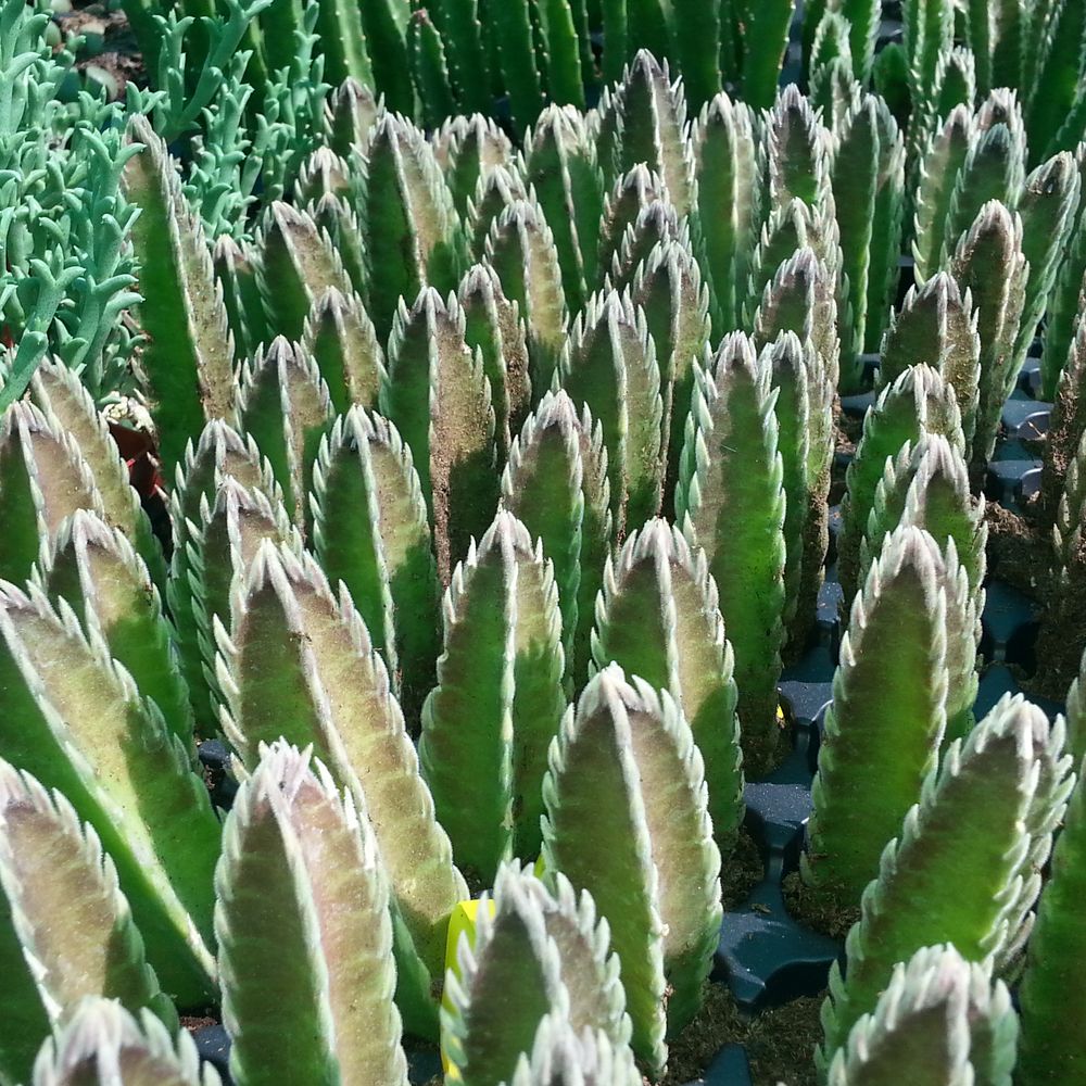 California Cactus Ranch - Nurseries & Gardening Near Me - Reseda, California California Cactus Ranch - Nurseries & Gardening Near Me - Reseda, California