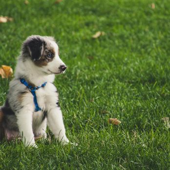 Platinum Scoops - Pet Waste Removal Near Me - Waco, Texas Platinum Scoops - Pet Waste Removal Near Me - Waco, Texas