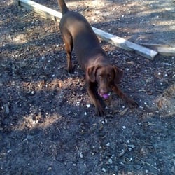 Preppy Pet