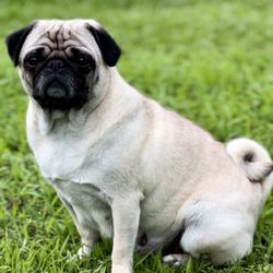 Pug Perfection Puppies - Gigi- AKC standard fawn pug