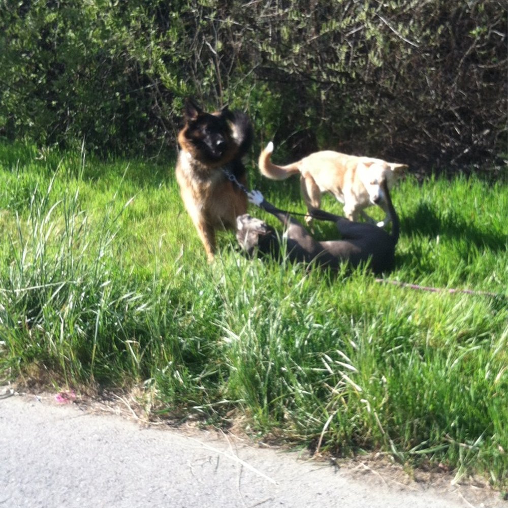K9 Comrades - Having fun during break time! - Pet Training Near Me K9 Comrades - Having fun during break time! - Pet Training Near Me