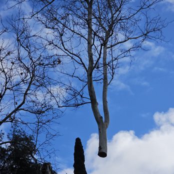 North County Tree - Lifting a cut piece away with a crane - Tree Services Near Me North County Tree - Lifting a cut piece away with a crane - Tree Services Near Me