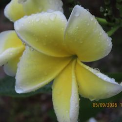 Plumeria Hut